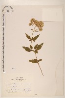 臺灣澤蘭藏品圖，第1張