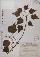 臺灣紅榨槭藏品圖，第1張