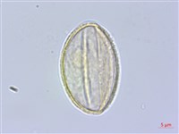 臺灣紅榨槭藏品圖，第2張