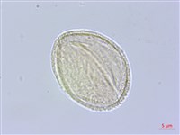 臺灣紅榨槭藏品圖，第3張