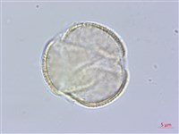 臺灣紅榨槭藏品圖，第4張