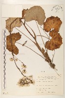 臺灣款冬藏品圖，第1張