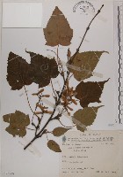 臺灣紅榨槭藏品圖，第1張