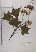 青楓藏品圖，第1張