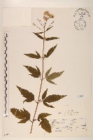 臺灣澤蘭藏品圖，第1張