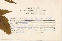 臺灣澤蘭藏品圖，第2張