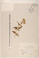 臺灣澤蘭藏品圖，第1張