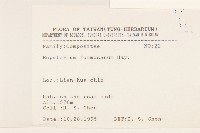 臺灣澤蘭藏品圖，第2張