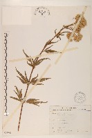 臺灣澤蘭藏品圖，第1張