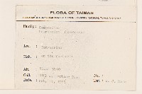 臺灣澤蘭藏品圖，第2張