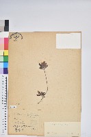 臺灣高山杜鵑藏品圖，第1張