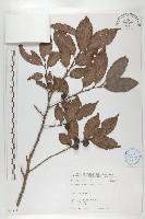 山紅柿藏品圖，第3張