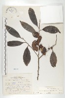 山紅柿藏品圖，第1張