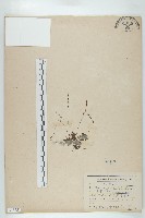 小毛氈苔藏品圖，第1張