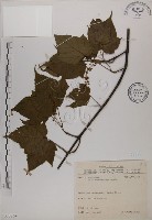 臺灣紅榨槭藏品圖，第1張