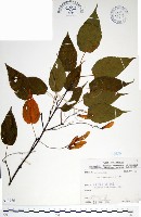 尖葉槭藏品圖，第1張