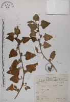 番杏藏品圖，第1張