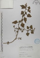 番杏藏品圖，第1張