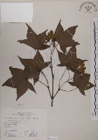 青楓藏品圖，第1張