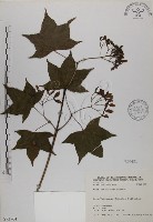 青楓藏品圖，第1張