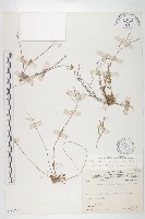 玉山筷子芥藏品圖，第1張