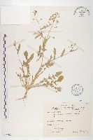 薺藏品圖，第1張