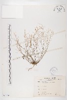 玉山筷子芥藏品圖，第1張