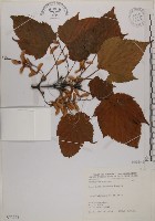 臺灣紅榨槭藏品圖，第1張