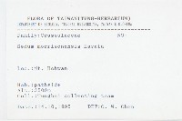 玉山佛甲草藏品圖，第2張