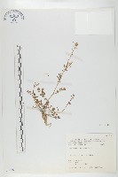 焊菜藏品圖，第1張