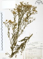 加拿大蓬藏品圖，第1張