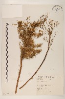 野塘蒿藏品圖，第1張