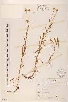 玉山飛蓬藏品圖，第1張