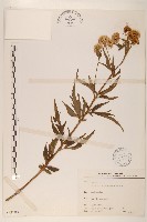 臺灣澤蘭藏品圖，第1張