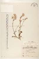 紫背草藏品圖，第1張