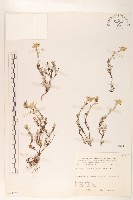 玉山薄雪草藏品圖，第1張