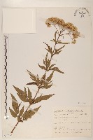 臺灣澤蘭藏品圖，第1張