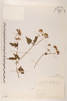 蔓澤蘭藏品圖，第1張