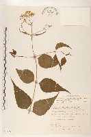 田代氏澤蘭藏品圖，第1張