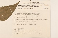 田代氏澤蘭藏品圖，第2張