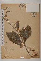 地膽草、毛蓮菜藏品圖，第1張