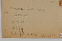 地膽草、毛蓮菜藏品圖，第2張