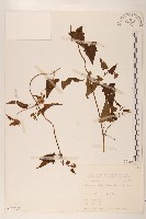 蔓澤蘭藏品圖，第1張