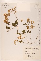 蔓澤蘭藏品圖，第1張