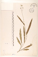 兔仔菜藏品圖，第1張