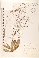 刀傷草藏品圖，第1張