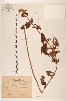 臺灣澤蘭藏品圖，第1張