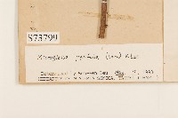 小舌菊、蔓綿菜藏品圖，第3張