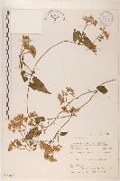 蔓澤蘭藏品圖，第1張