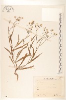 兔仔菜藏品圖，第1張